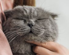 ¿Qué siente tu gato por ti?