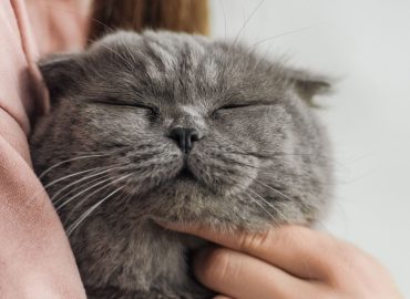 ¿Qué siente tu gato por ti?