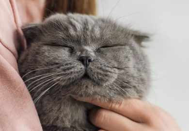 ¿Qué siente tu gato por ti?