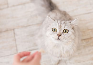 GUÍA de ALIMENTACIÓN para gatos de todas las edades