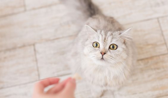 GUÍA de ALIMENTACIÓN para gatos de todas las edades