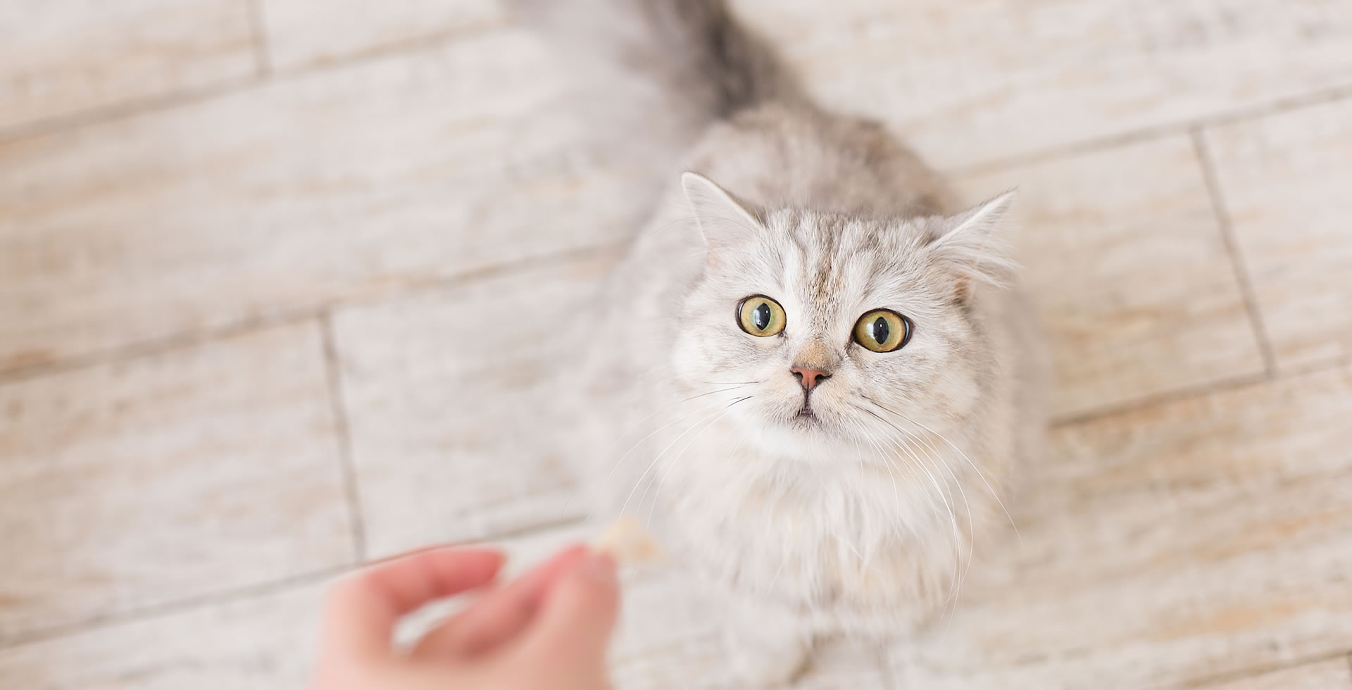 GUÍA de ALIMENTACIÓN para gatos de todas las edades