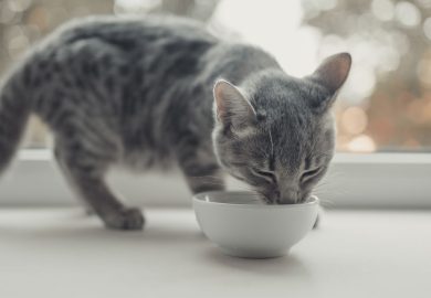 ¿Cuál es el MEJOR ALIMENTO para tu gato?