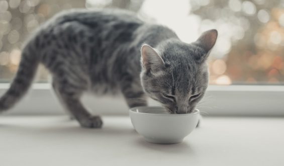 ¿Cuál es el MEJOR ALIMENTO para tu gato?