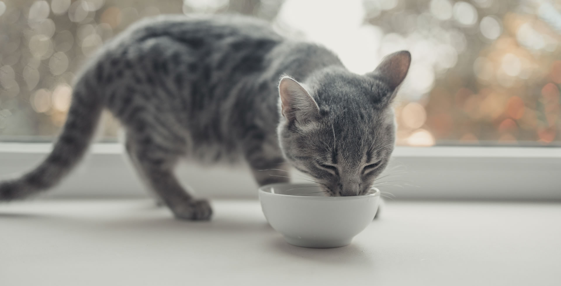 ¿Cuál es el MEJOR ALIMENTO para tu gato?