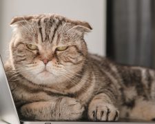 ¿Por qué TU GATO NO SE DEJA TOCAR?