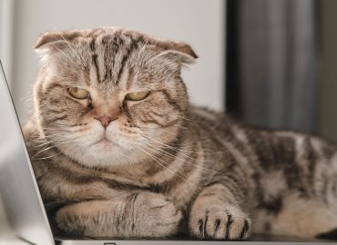 ¿Por qué TU GATO NO SE DEJA TOCAR?