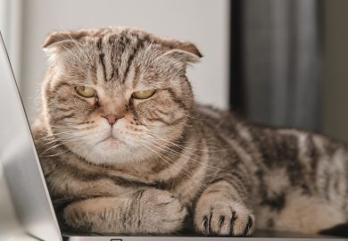 ¿Por qué TU GATO NO SE DEJA TOCAR?