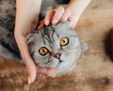 ¿Por qué los GATOS miran FIJAMENTE a los OJOS?