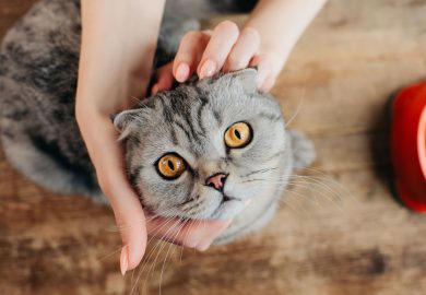 ¿Por qué los GATOS miran FIJAMENTE a los OJOS?