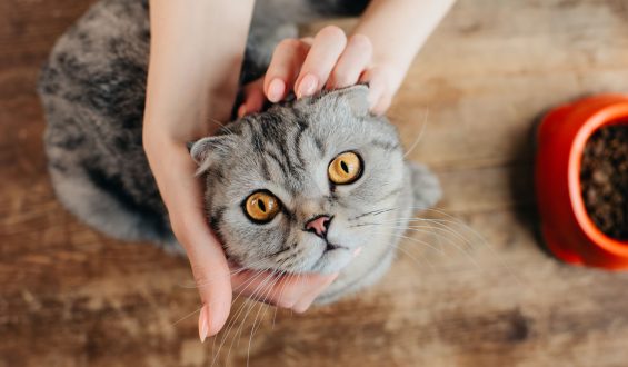 ¿Por qué los GATOS miran FIJAMENTE a los OJOS?