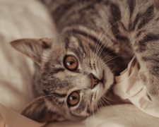 Cómo REGAÑAR A UN GATO correctamente