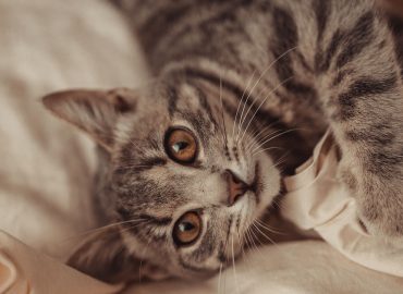 Cómo REGAÑAR A UN GATO correctamente