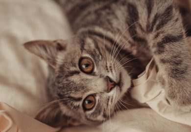 Cómo REGAÑAR A UN GATO correctamente