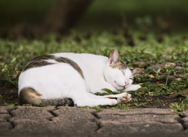 ¿Cómo adoptar un gato callejero de manera responsable?