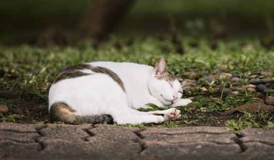 ¿Cómo adoptar un gato callejero de manera responsable?