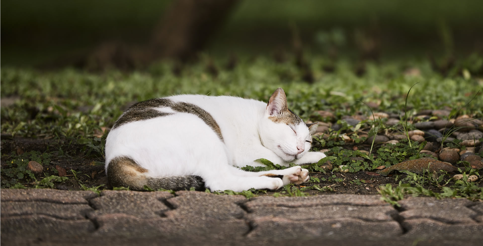 ¿Cómo adoptar un gato callejero de manera responsable?