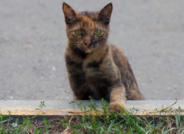 ¿Cómo se sienten los gatos callejeros?