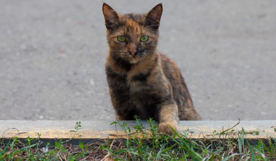 ¿Cómo se sienten los gatos callejeros?