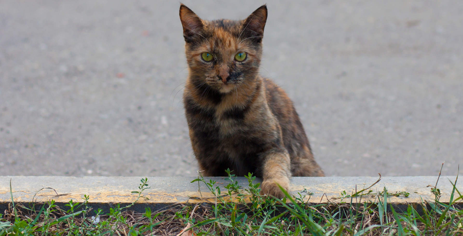 ¿Cómo se sienten los gatos callejeros?