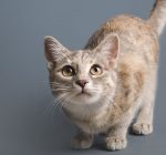 ¿Por qué los gatos son tan curiosos?