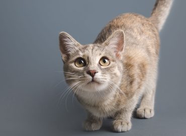 ¿Por qué los gatos son tan curiosos?