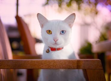 ¿Por qué los gatos tienen ojos de colores tan fascinantes?
