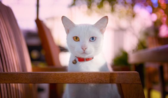 ¿Por qué los gatos tienen ojos de colores tan fascinantes?