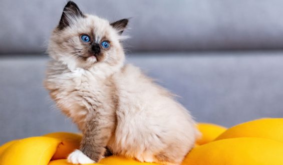 ¿Las razas de gatos más representativas de cada país?