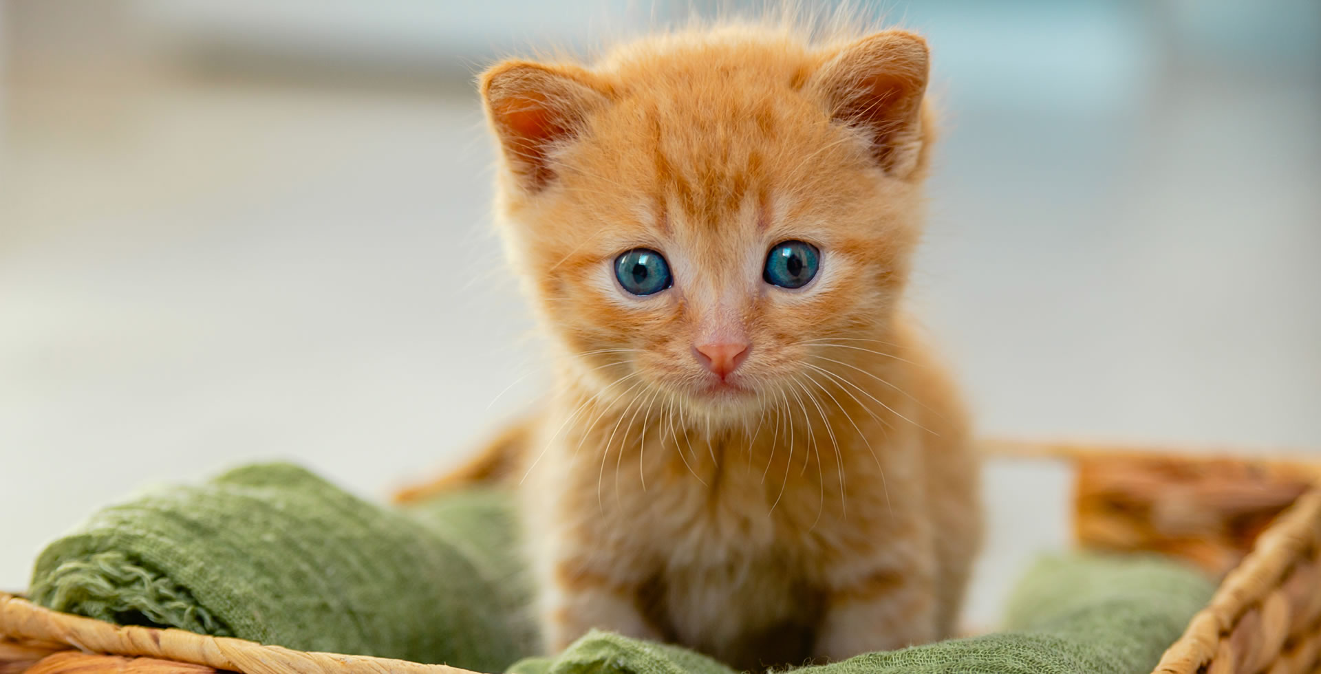 El Primer Día del Gatito en Casa