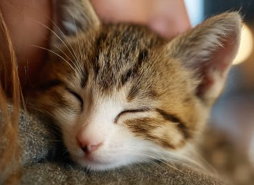 Cómo preparar tu hogar para adoptar un gato: guía práctica para nuevos cuidadores