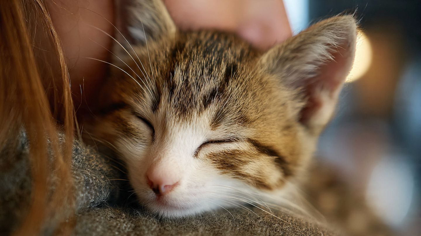 Cómo preparar tu hogar para adoptar un gato: guía práctica para nuevos cuidadores