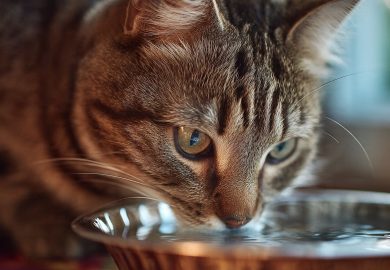 ¿Cuánta agua debe beber un gato al día? Guía completa para mantenerlo hidratado