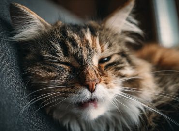 5 señales de que tu gato está estresado y cómo ayudarlo a sentirse mejor