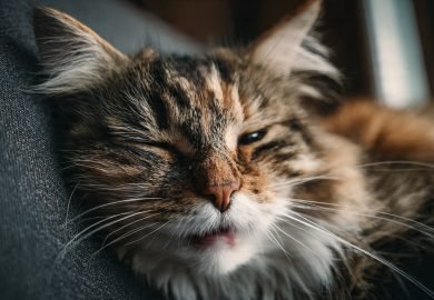5 señales de que tu gato está estresado y cómo ayudarlo a sentirse mejor