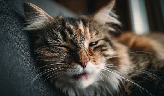 5 señales de que tu gato está estresado y cómo ayudarlo a sentirse mejor