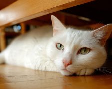 ¿Cada cuánto tiempo debes llevar a tu gato al veterinario? Guía según su edad