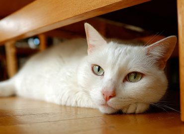 ¿Cada cuánto tiempo debes llevar a tu gato al veterinario? Guía según su edad