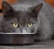 Errores comunes en la alimentación de los gatos y cómo evitarlos