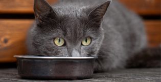 Errores comunes en la alimentación de los gatos y cómo evitarlos