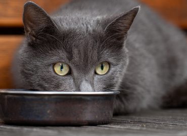 Errores comunes en la alimentación de los gatos y cómo evitarlos