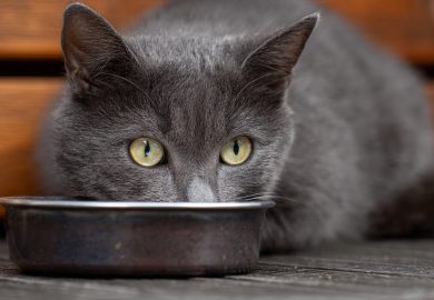 Errores comunes en la alimentación de los gatos y cómo evitarlos