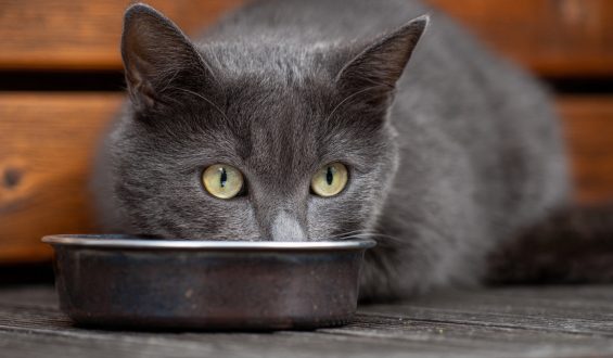Errores comunes en la alimentación de los gatos y cómo evitarlos