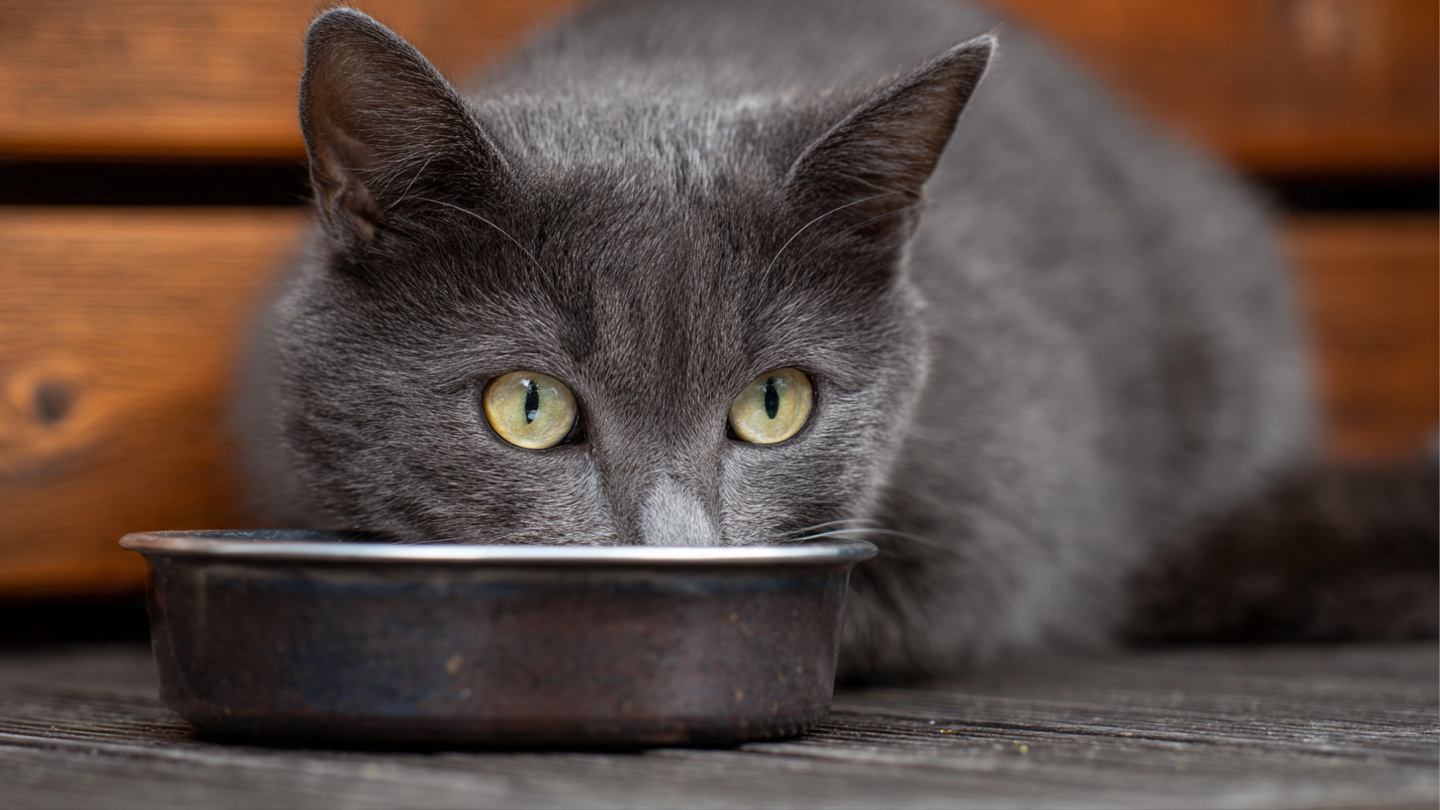 Errores comunes en la alimentación de los gatos y cómo evitarlos