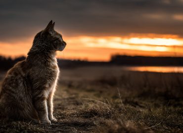 Cómo ayudar a tu gato a adaptarse a un nuevo hogar o a un cambio importante