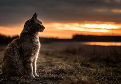 Cómo ayudar a tu gato a adaptarse a un nuevo hogar o a un cambio importante