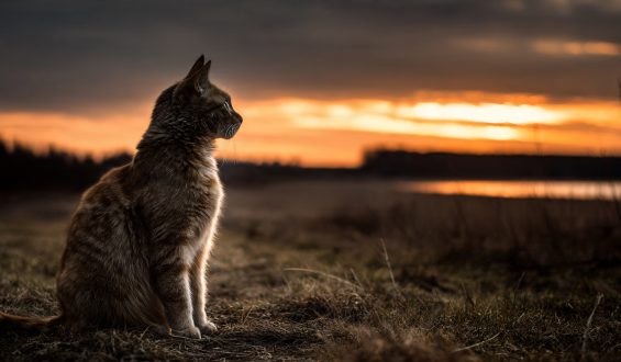 Cómo ayudar a tu gato a adaptarse a un nuevo hogar o a un cambio importante