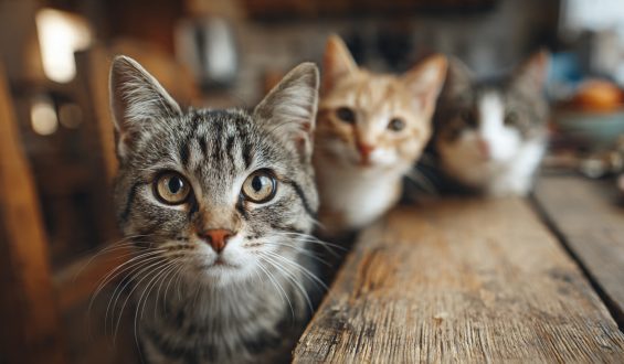 Cómo enriquecer el ambiente de tu gato y evitar el aburrimiento en casa