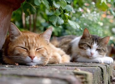 Enfermedades más comunes en los gatos y cómo detectarlas a tiempo