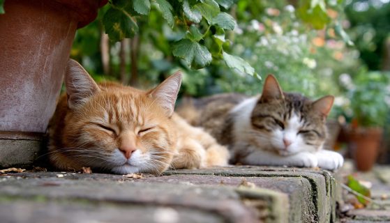 Enfermedades más comunes en los gatos y cómo detectarlas a tiempo